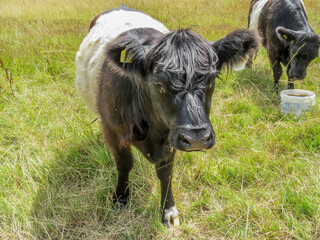 belted galloways enjoying the sunshine