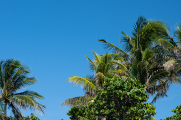 Tropical palm trees against a bright blue sky with seagrape plants for an exotic holiday vacation.