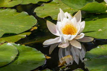 beautiful lily and it's relection