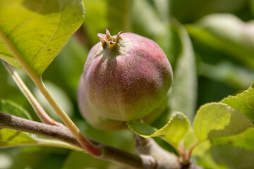 beautiful apple ripening in the sunshine