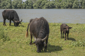 First Water buffalo calf (Bubalis murrensis) born on Ermakov island