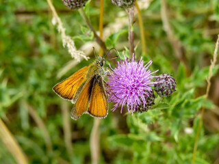 skipper butterfly collecting nectar from a thistle
