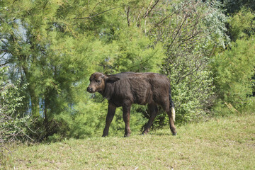 Fototapeta na wymiar Water buffalo calf (Bubalis murrensis) born on Ermakov island