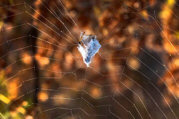 Beautiful spider feasting grasshopper on a spider web . Macro photo.