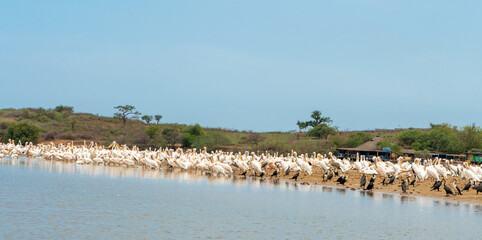 Pelicans in Somone lagoon, Senegal, Africa