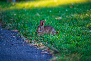 rabbit in the grass