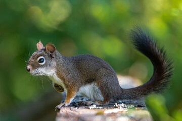 Naklejka na ściany i meble American Red Squirrel (Tamiasciurus hudsonicus)