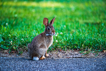 rabbit in the grass