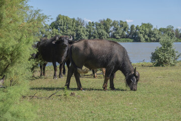 Naklejka na ściany i meble Two Water buffalo (Bubalis murrensis) grazes on the Ermakov island