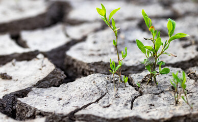 cracked dried earth background and growing green plants save planet Earth  global warming