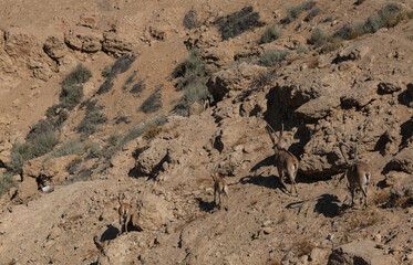 Nubian ibexes, desert dwelling goats, on the edge of Nahal Zin canyon, Sde Boker field school, Negev desert, Israel