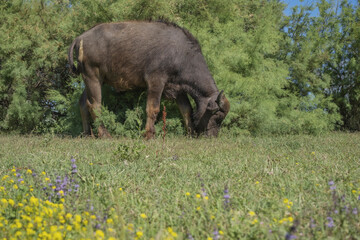 Close-up of Water buffalo (Bubalis murrensis) grazes on the Ermakov island