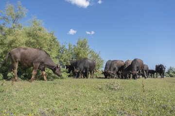Fototapeta na wymiar Herd Water buffalo (Bubalis murrensis) grazes on the banks of the Ermakov island