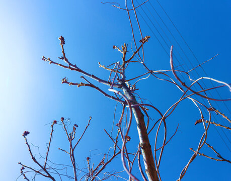 Finezyjnie poskręcane, bezlistne gałęzie na tle niebieskiego nieba. Zdjęcie wykonane w perspektywie żabiej.