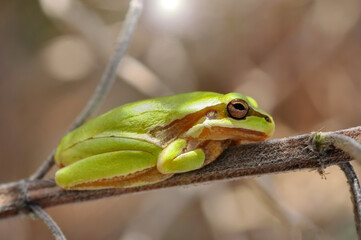 Beautiful Europaean Tree frog Hyla arborea 