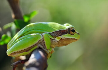 Beautiful Europaean Tree frog Hyla arborea 