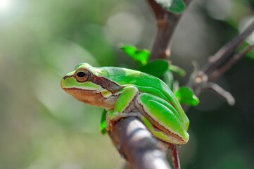 Beautiful Europaean Tree frog Hyla arborea 