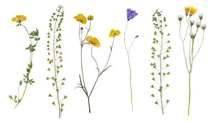 field yellow and purple flowers herbarium business card greeting card screensaver