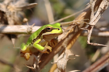 Beautiful Europaean Tree frog Hyla arborea 