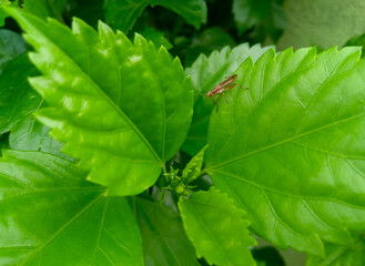 green leaf with dew drops