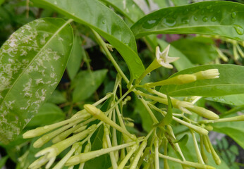 fresh green beans