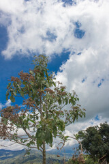 Tree with beautiful blue sky (view up)