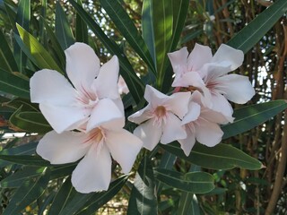 Beautiful Cream color of Oleander flower- Nerium oleander, Close up flowers.