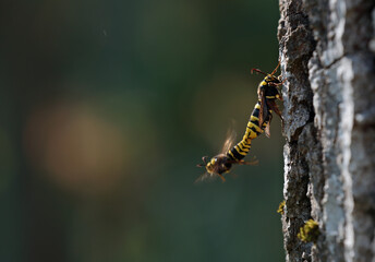 Hornet moth butterflies mate soon after eclosion