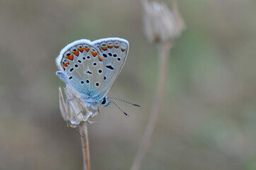 Macro shots, Beautiful nature scene. Closeup beautiful butterfly sitting on the flower in a summer garden.