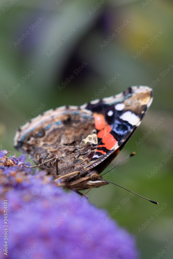 Wall mural painted lady butterfly