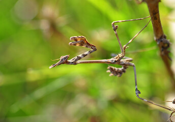 Close up of pair of Beautiful European mantis ( Mantis religiosa )