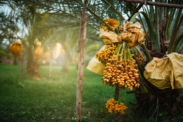 Bunch of  yellow dates on date palm.