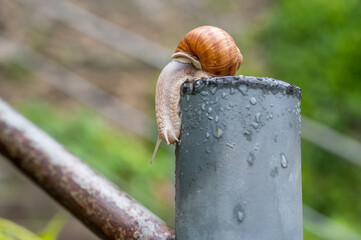 snail on a fence discovers fencepost