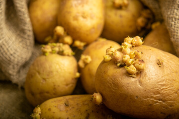 Sprouted potatoes on a background of coarse sacking. Autumn harvest. Seed potatoes for planting. Close up.
