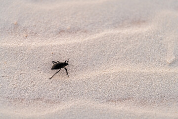 White sands dunes national monument park closeup of beetle insect macro texture in New Mexico