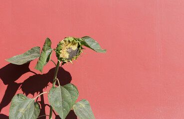 ripe sunflower against a red wall, illuminated by the bright sun. concept idea