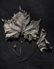 maple leaf on black background