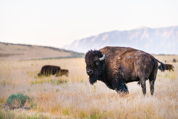 Rough male bull wild bison shedding fur with tail and horns on Antelope Island State Park near Great Salt Lake in Utah