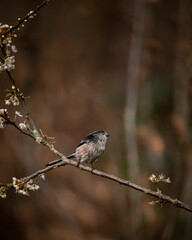 Stunning image of beautiful Long Tailed Tit bird Aegithalos Caudatus on branch in Spring sunshine