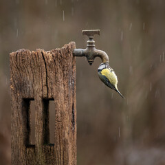 Image of Blue Tit bird Cyanistes Caeruleus on wooden post with rusty water tap in Spring sunshine...