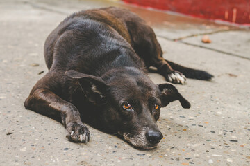 Black dog look