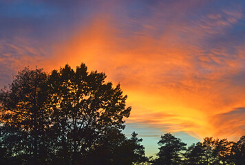 View of tree silhouettes against the sunset sky.