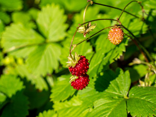 Walderdbeeren Frucht im Sommer