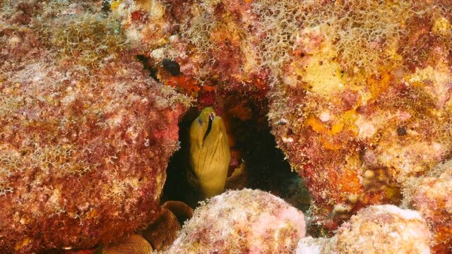 Close up of Green Moray Eel in coral reef of the Caribbean Sea / Curacao