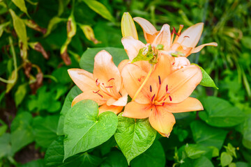 Obraz na płótnie Canvas Closeup of group of red orange and yellow lily flowers growing in garden landscaping during summer season with leaves petals and stamen