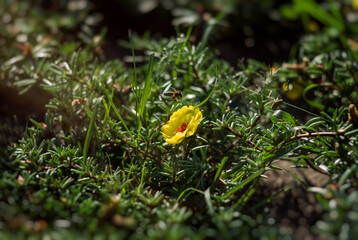 yellow flower in sunlight and bee