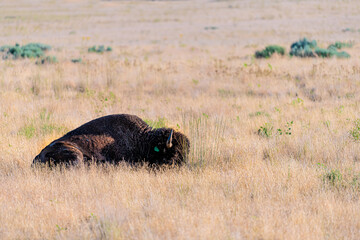 Bison grazing lying down in valley in Antelope Island State Park in Utah in summer with dry grass meadow prairie plains landscape