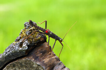 Stick insect Peruphasma schultei on dry wood with green background. Very colorful insects like a pet in a decorative environment.