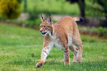 The Eurasian Lynx (Lynx lynx), portrait. Eurasian lynx in the garden.Big cat on green background.