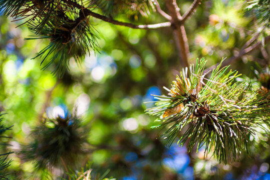 Macro closeup of pine cones pollen and needles on tree branch with blue sky and forest in blurry blurred background